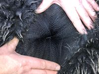 Alpaka-Deckhengst-schwarz-Fleece